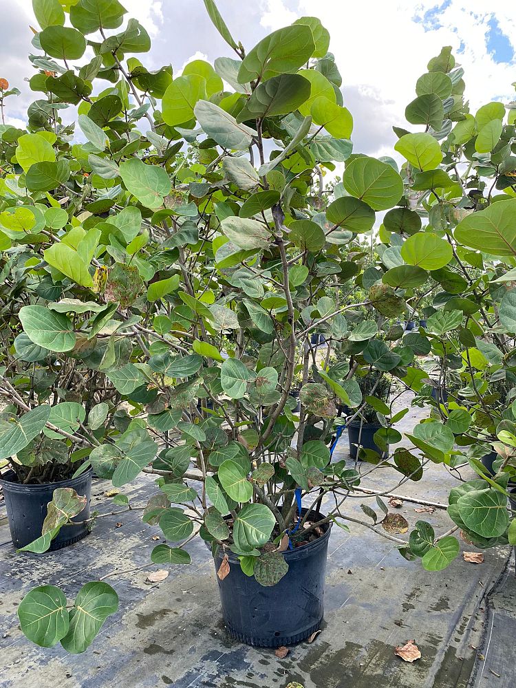 coccoloba-uvifera-sea-grape-seagrape