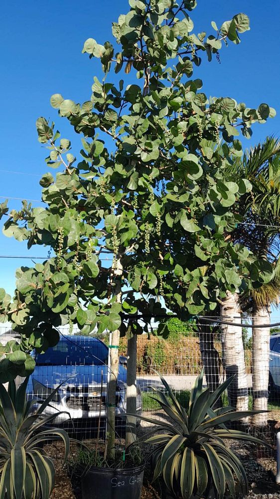 coccoloba-uvifera-sea-grape-seagrape