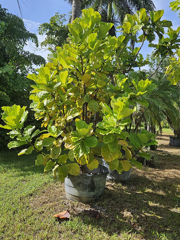 coccoloba-uvifera-sea-grape-seagrape