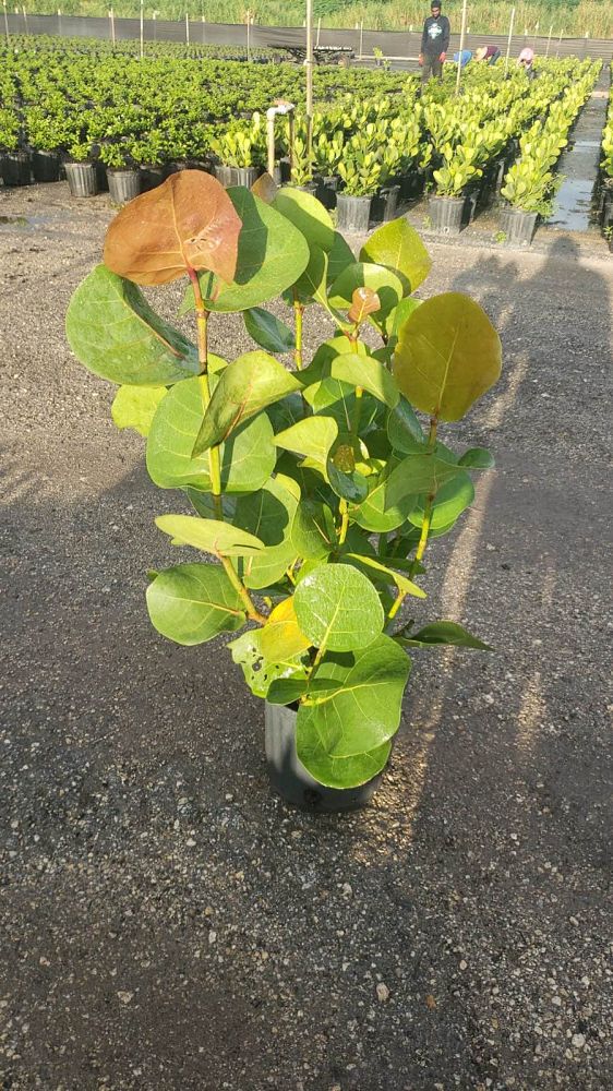 coccoloba-uvifera-sea-grape-seagrape