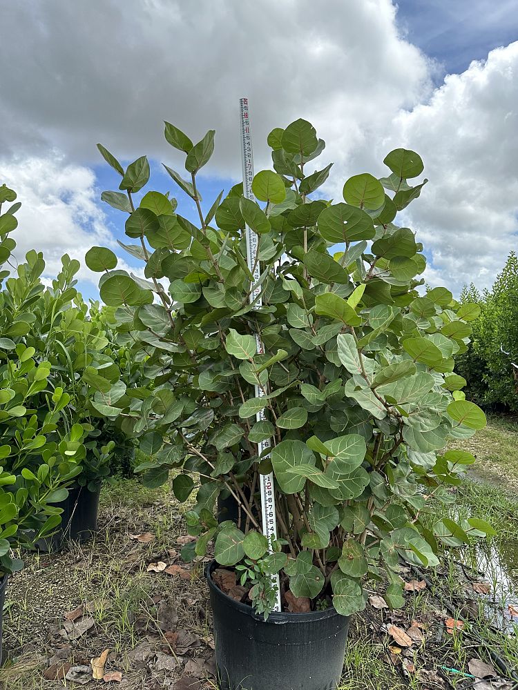 coccoloba-uvifera-sea-grape-seagrape