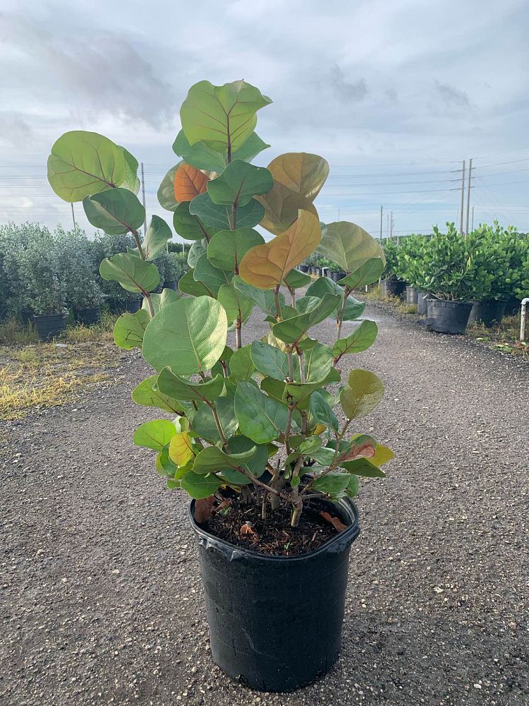coccoloba-uvifera-sea-grape-seagrape