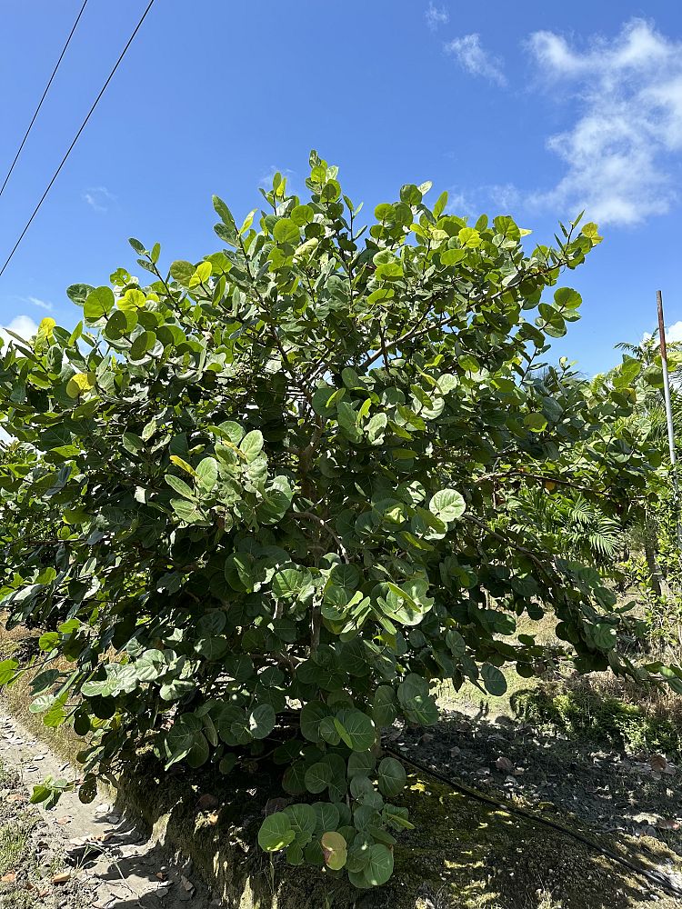 coccoloba-uvifera-sea-grape-seagrape