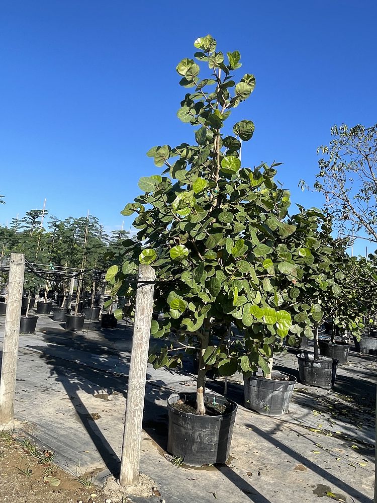 coccoloba-uvifera-sea-grape-seagrape