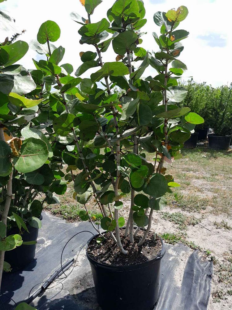 coccoloba-uvifera-sea-grape-seagrape