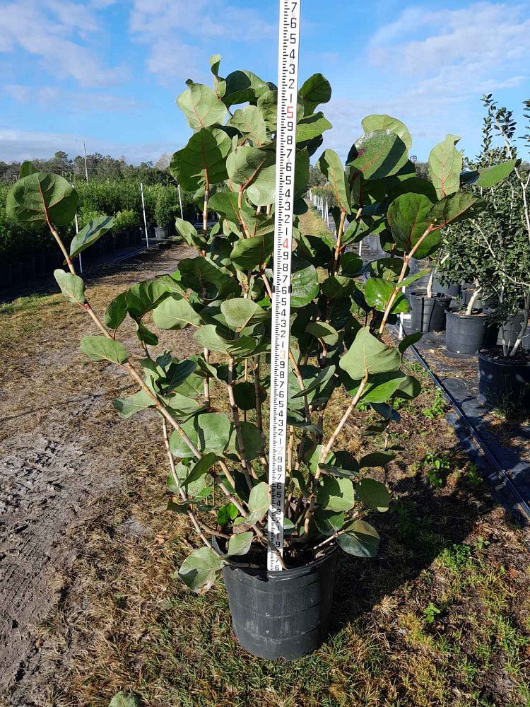 coccoloba-uvifera-sea-grape-seagrape