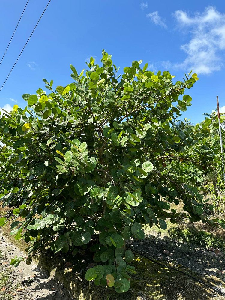 coccoloba-uvifera-sea-grape-seagrape