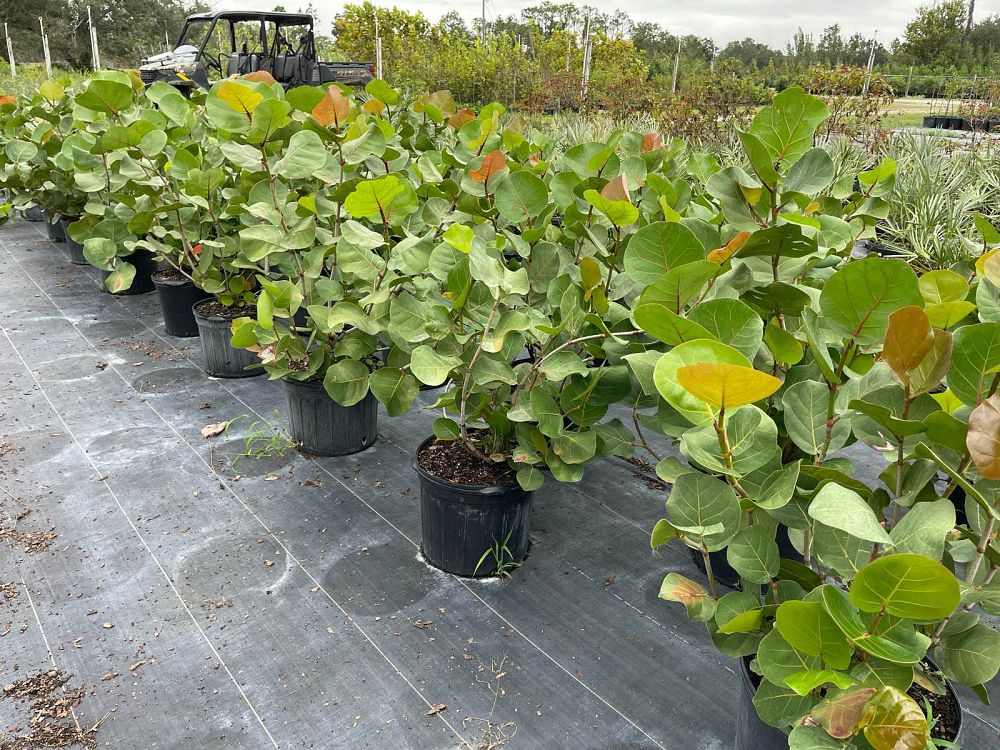 coccoloba-uvifera-sea-grape-seagrape