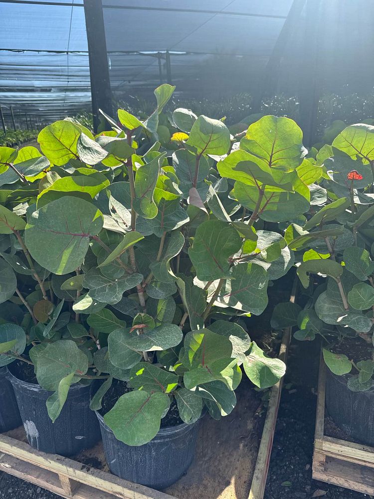 coccoloba-uvifera-sea-grape-seagrape