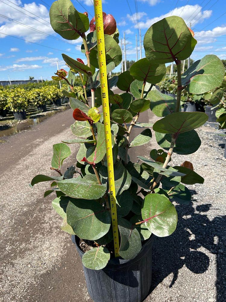 coccoloba-uvifera-sea-grape-seagrape
