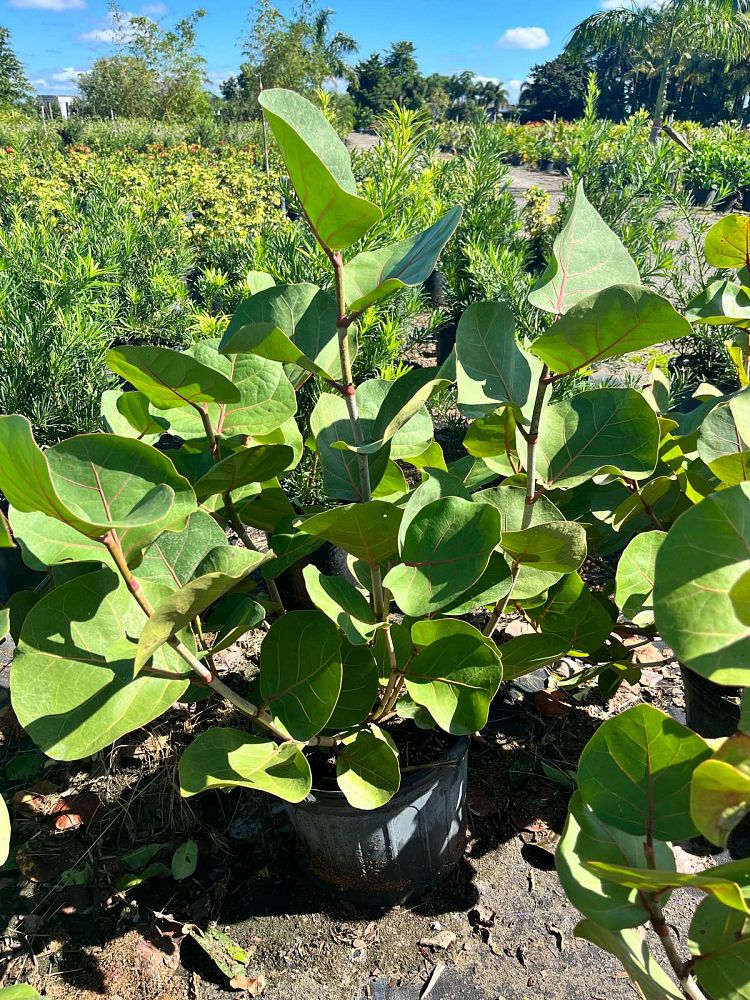 coccoloba-uvifera-sea-grape-seagrape