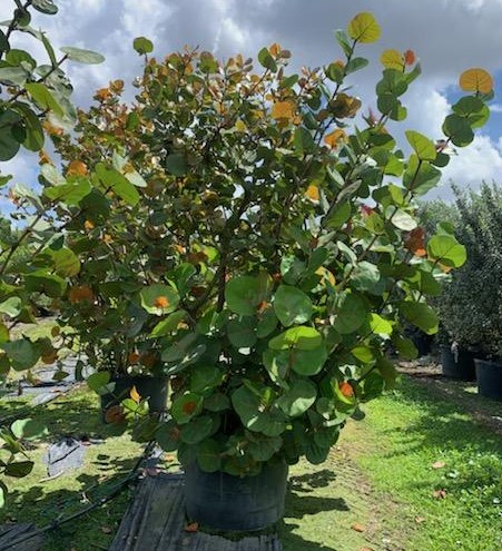 coccoloba-uvifera-sea-grape-seagrape