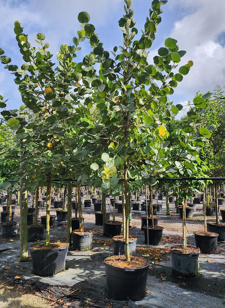coccoloba-uvifera-sea-grape-seagrape