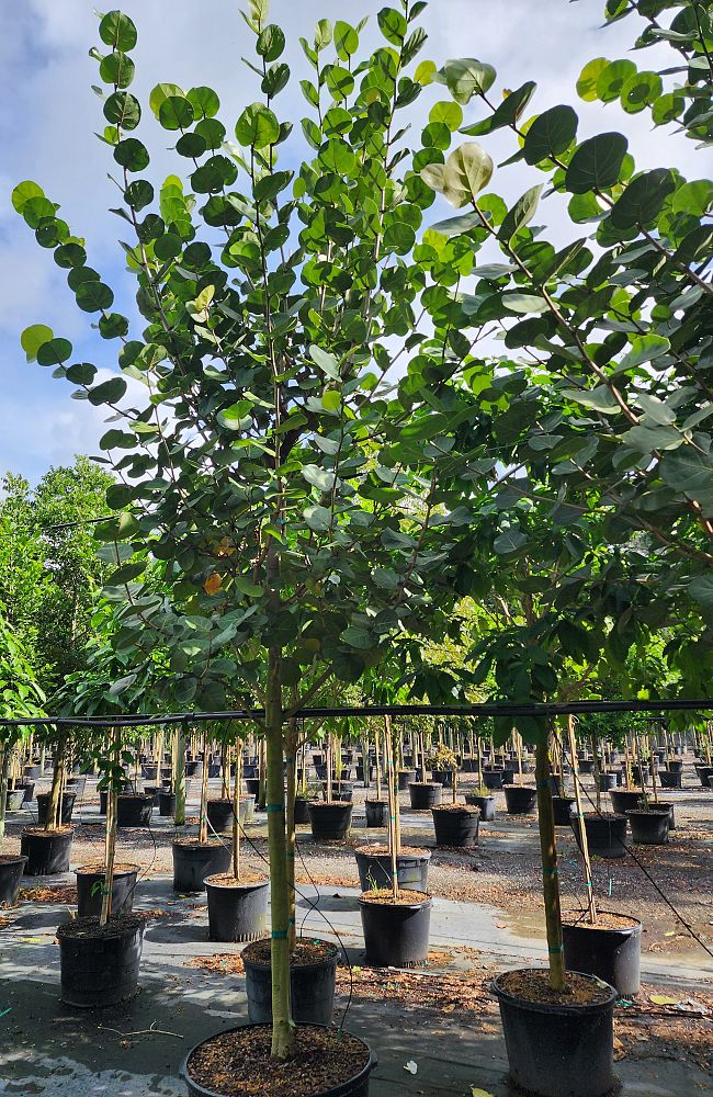 coccoloba-uvifera-sea-grape-seagrape