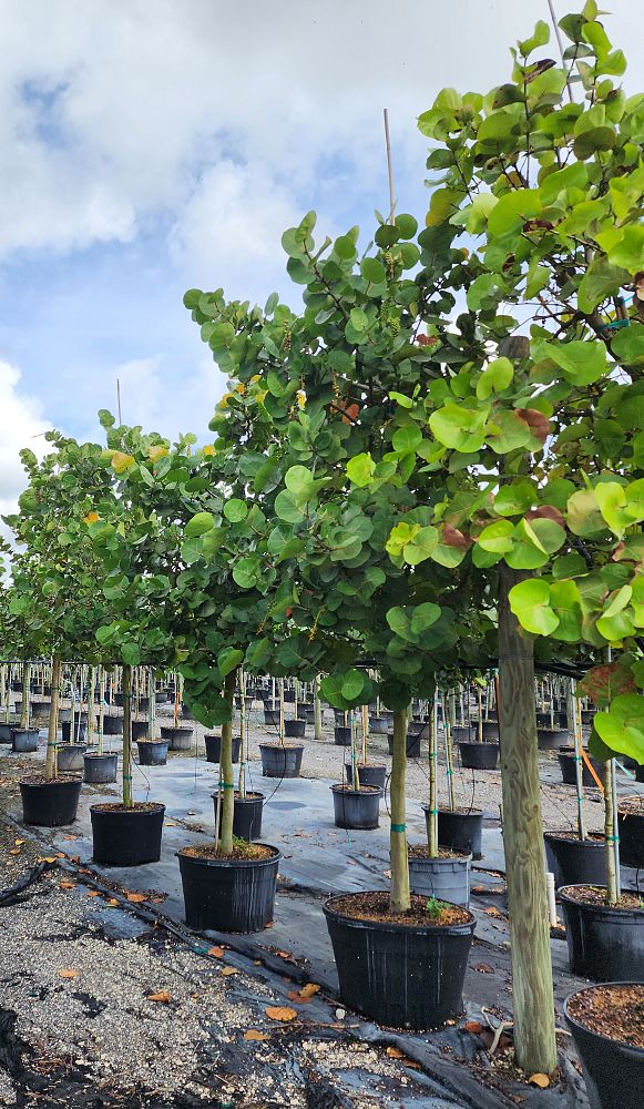 coccoloba-uvifera-sea-grape-seagrape