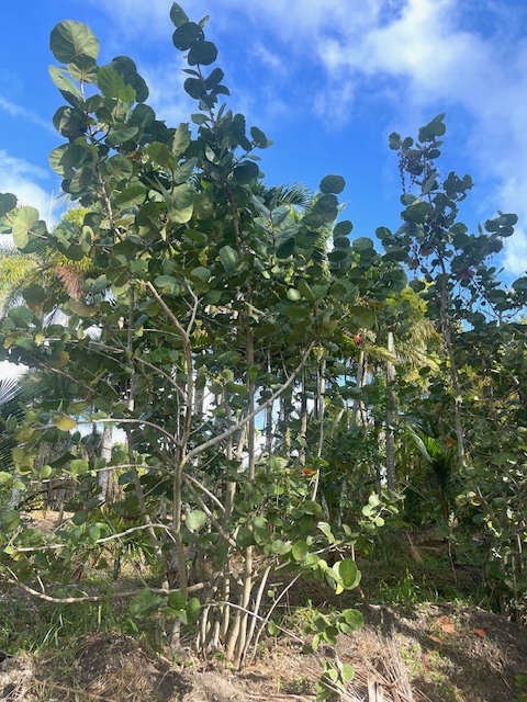 coccoloba-uvifera-sea-grape-seagrape