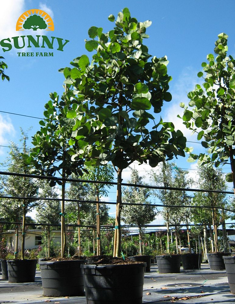 coccoloba-uvifera-sea-grape-seagrape