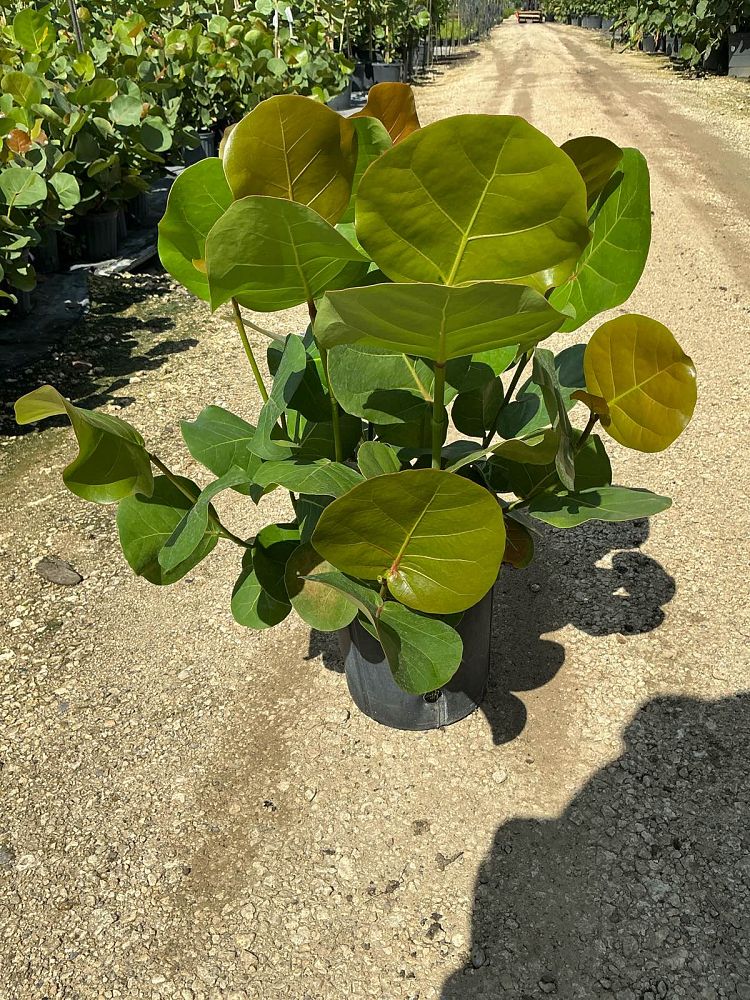 coccoloba-uvifera-sea-grape-seagrape