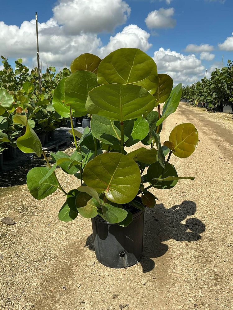 coccoloba-uvifera-sea-grape-seagrape