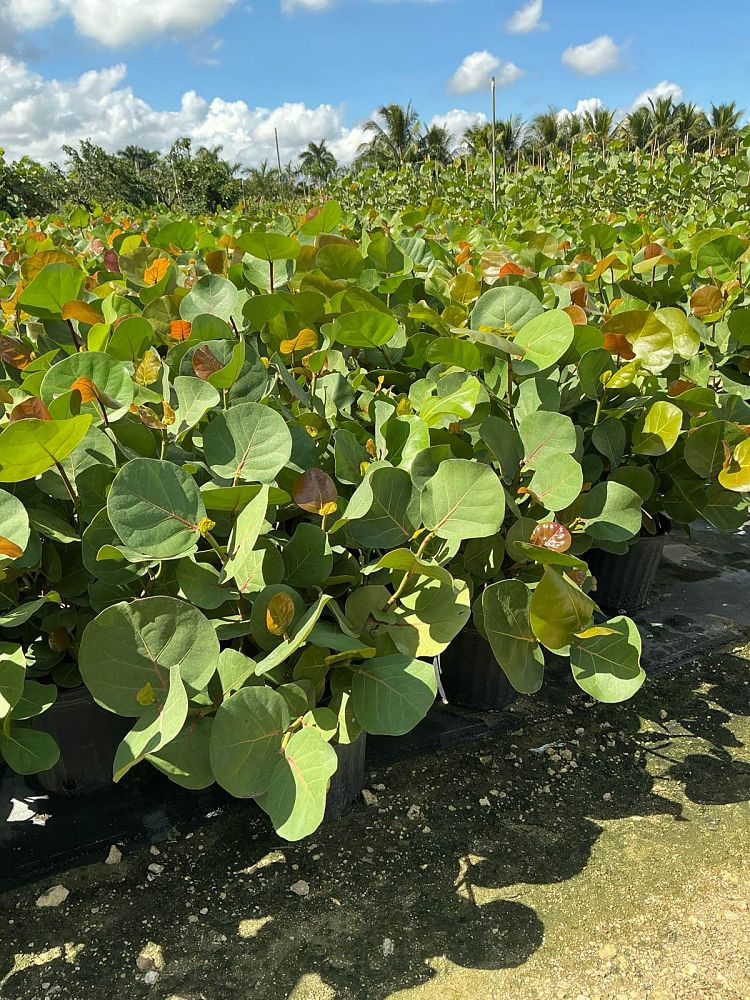 coccoloba-uvifera-sea-grape-seagrape