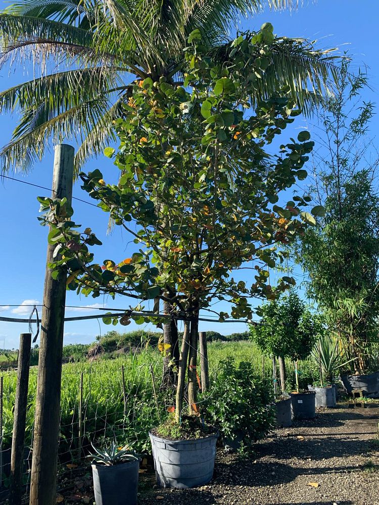coccoloba-uvifera-sea-grape-seagrape