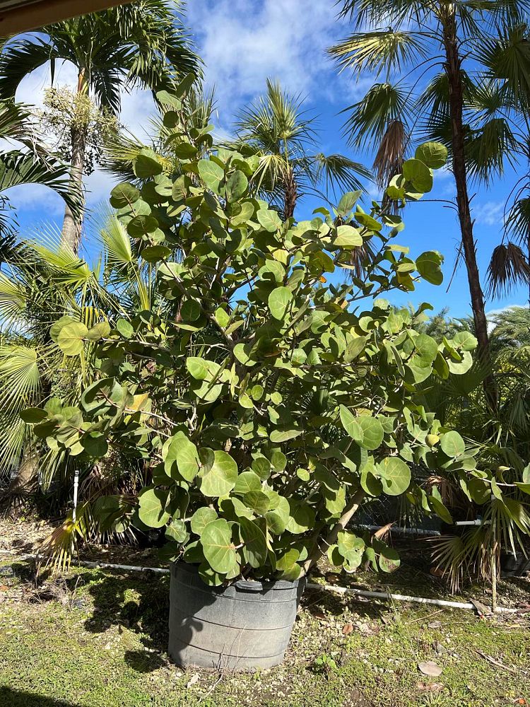coccoloba-uvifera-sea-grape-seagrape