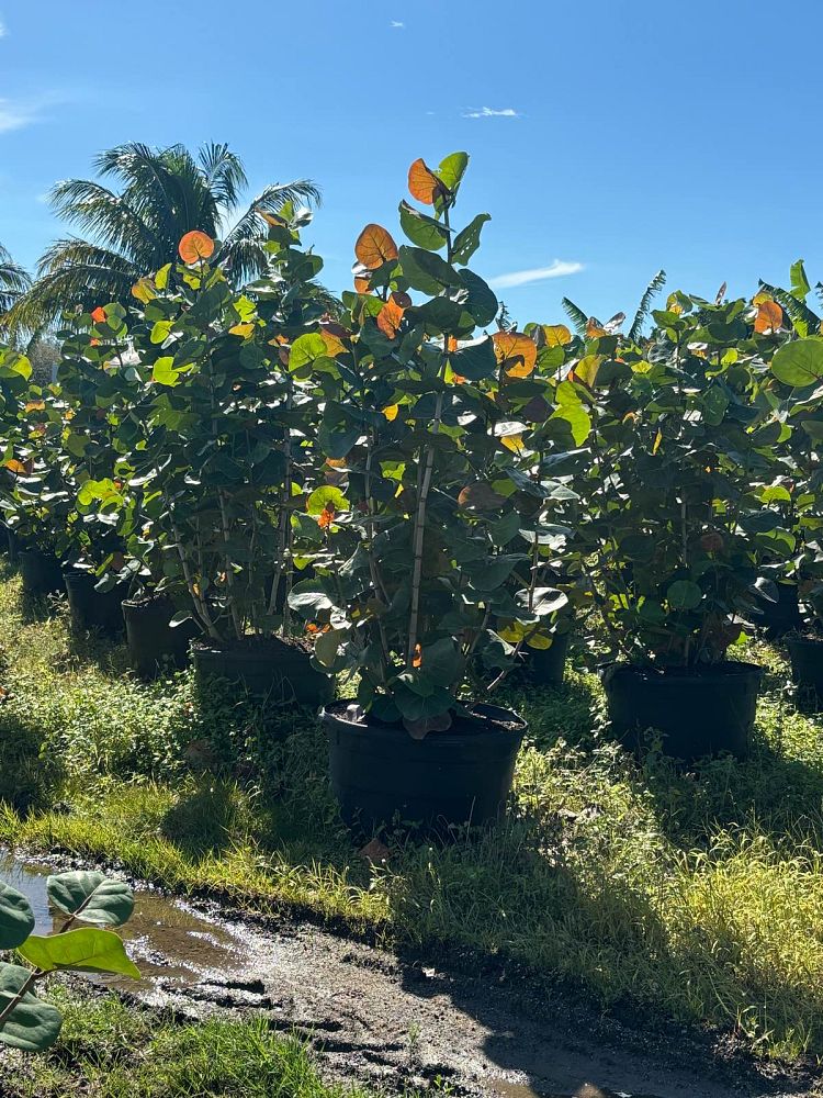 coccoloba-uvifera-sea-grape-seagrape