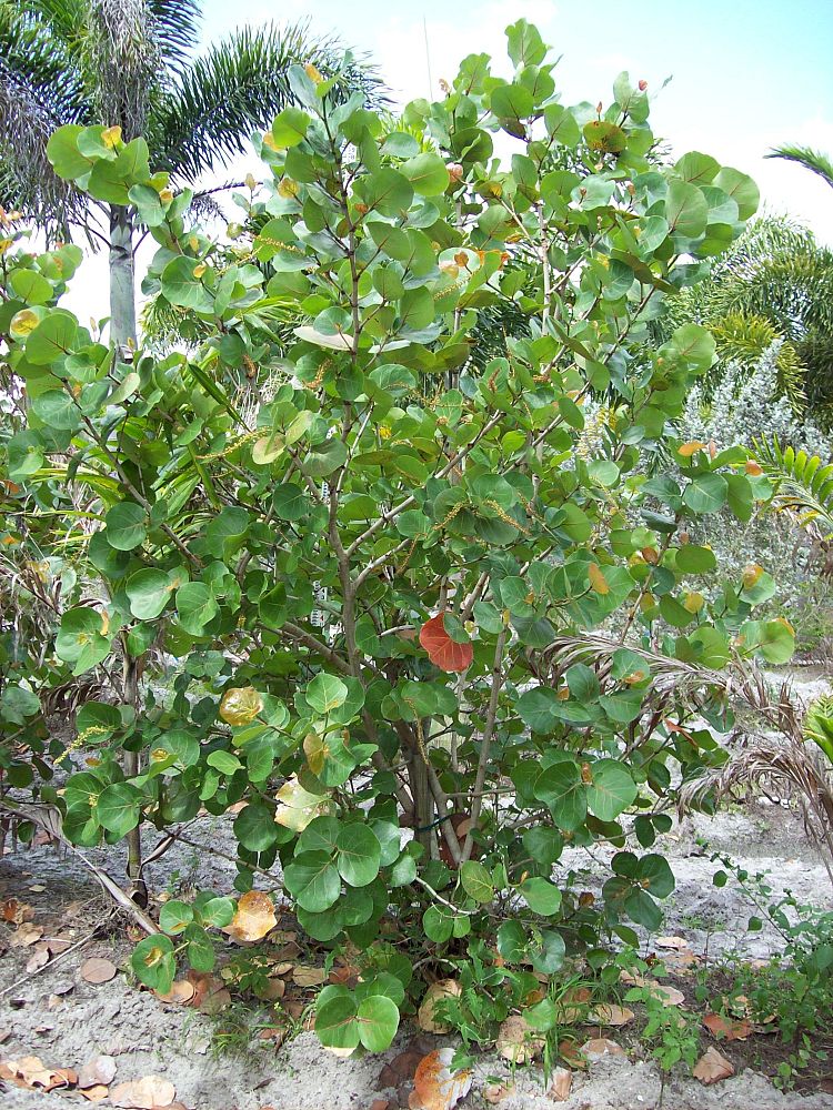 coccoloba-uvifera-sea-grape-seagrape
