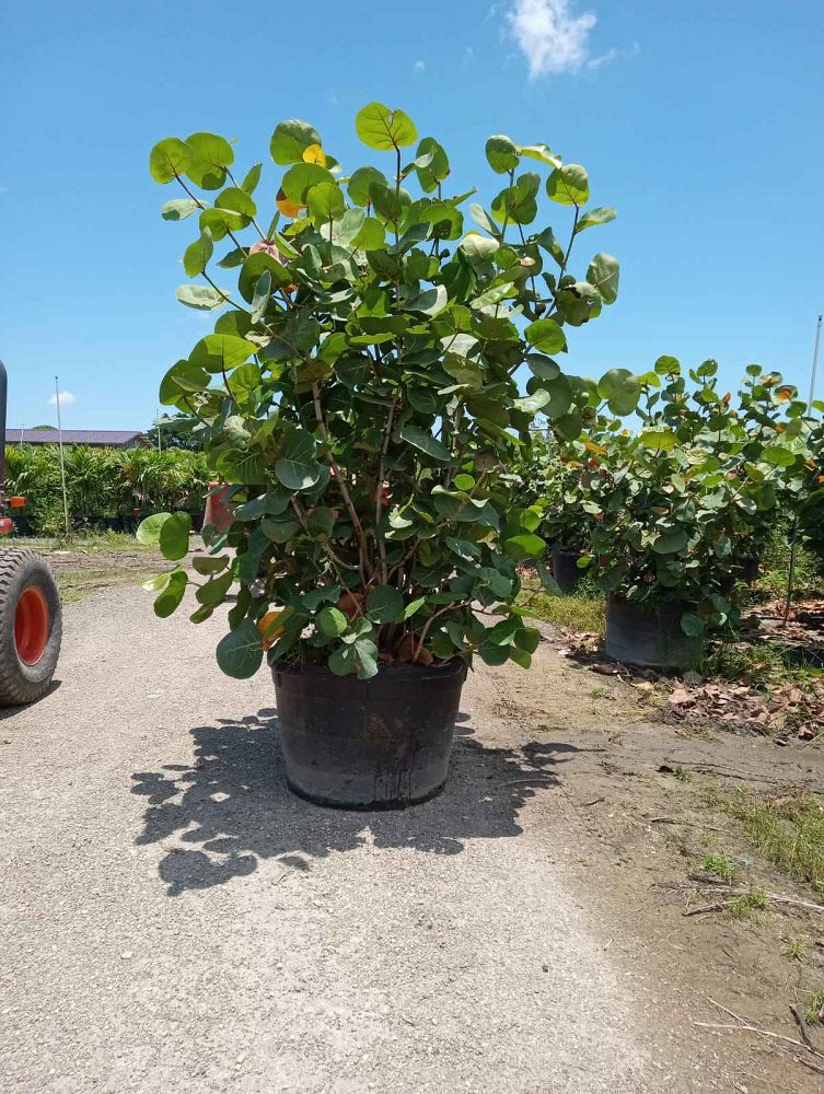 coccoloba-uvifera-sea-grape-seagrape