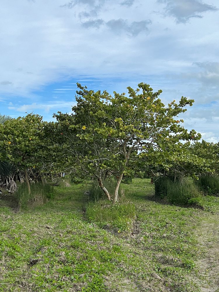 coccoloba-uvifera-sea-grape-seagrape