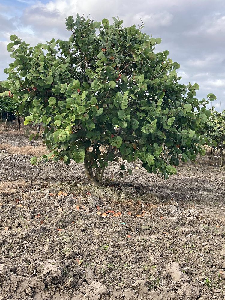 coccoloba-uvifera-sea-grape-seagrape