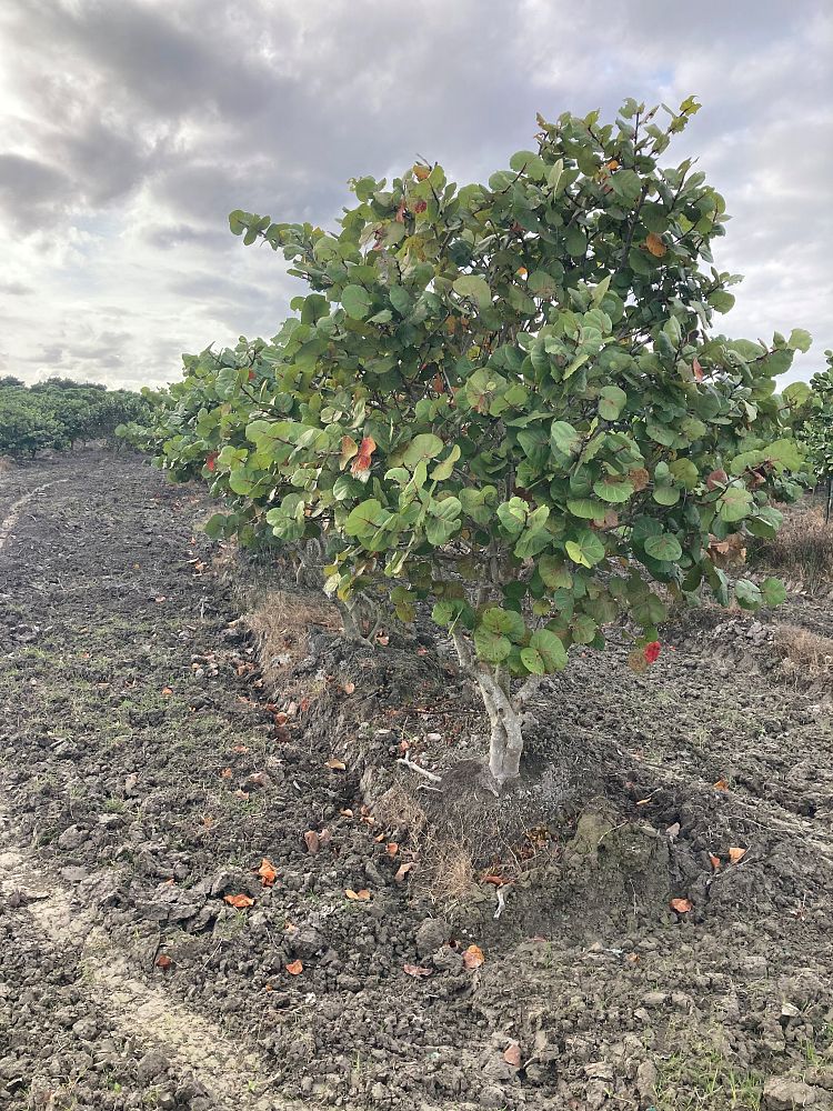 coccoloba-uvifera-sea-grape-seagrape