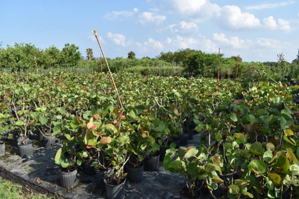 coccoloba-uvifera-sea-grape-seagrape