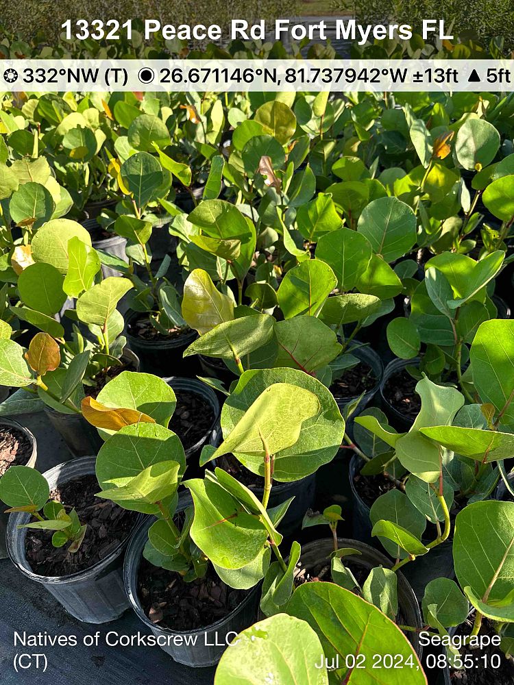 coccoloba-uvifera-sea-grape-seagrape