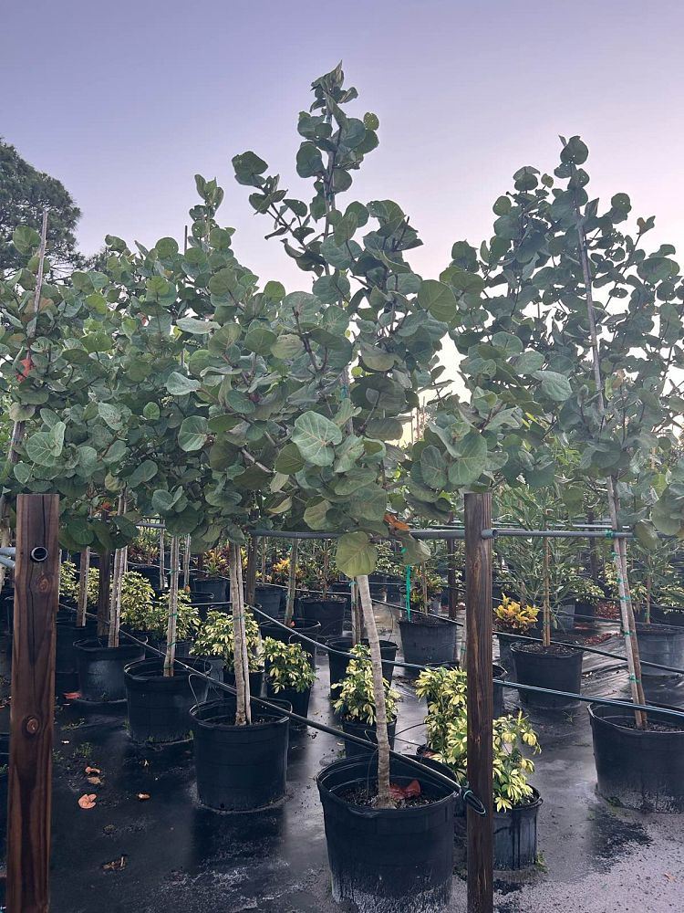 coccoloba-uvifera-sea-grape-seagrape