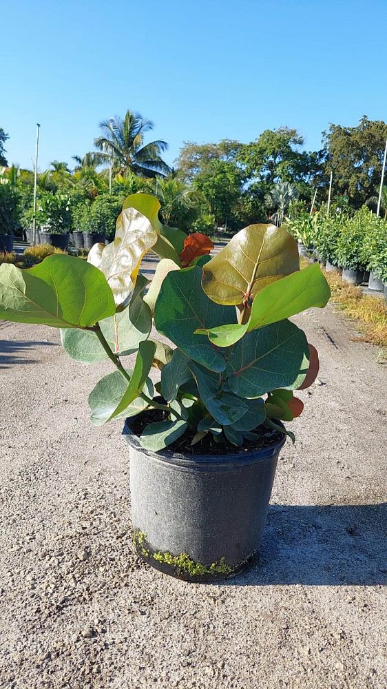 coccoloba-uvifera-sea-grape-seagrape