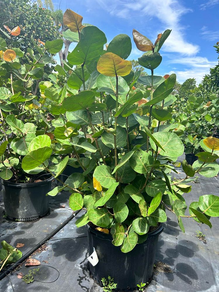 coccoloba-uvifera-sea-grape-seagrape