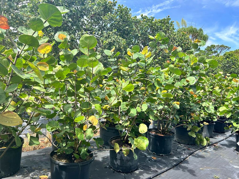 coccoloba-uvifera-sea-grape-seagrape