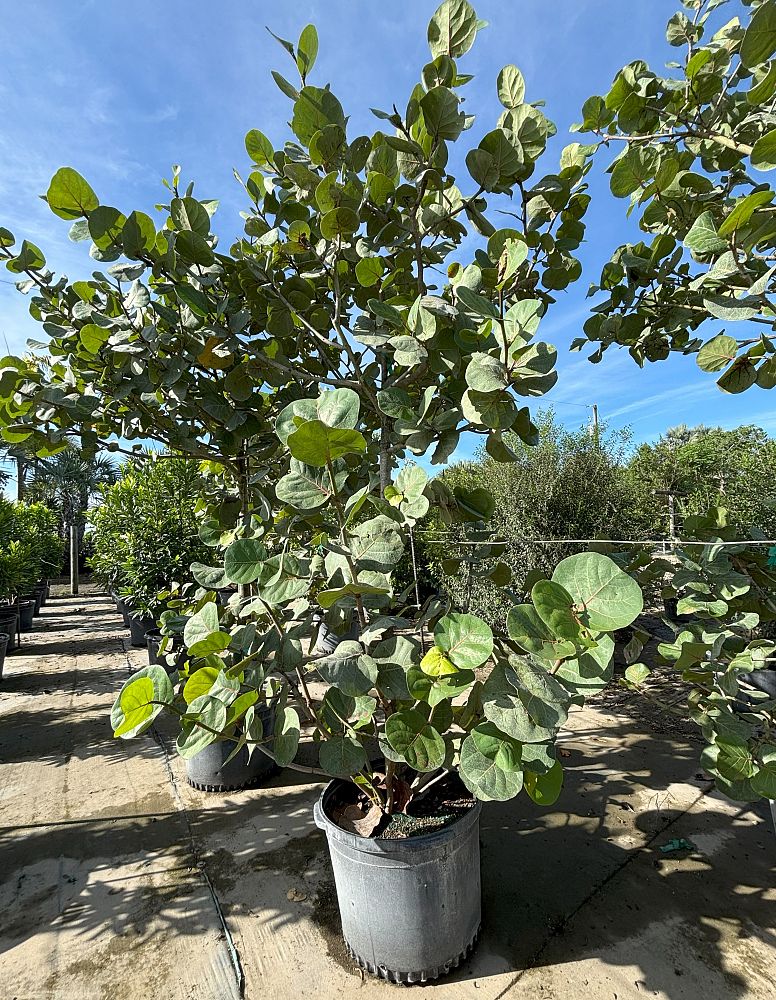 coccoloba-uvifera-sea-grape-seagrape