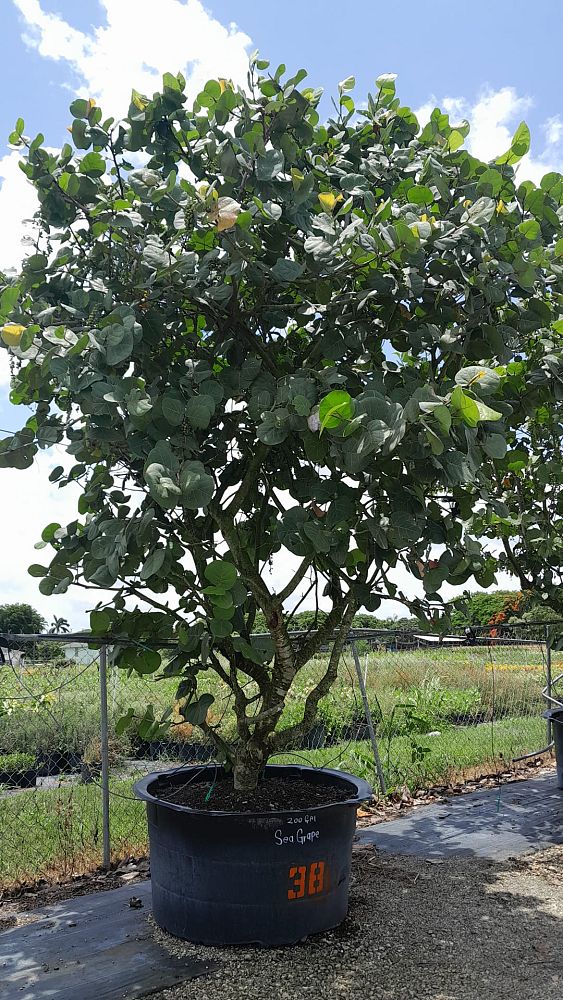 coccoloba-uvifera-sea-grape-seagrape
