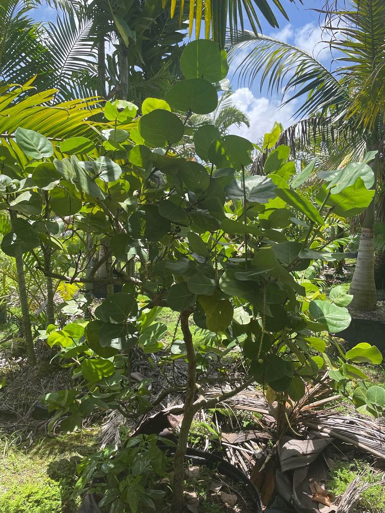 coccoloba-uvifera-sea-grape-seagrape
