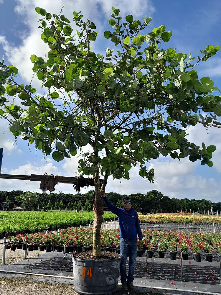 coccoloba-uvifera-sea-grape-seagrape