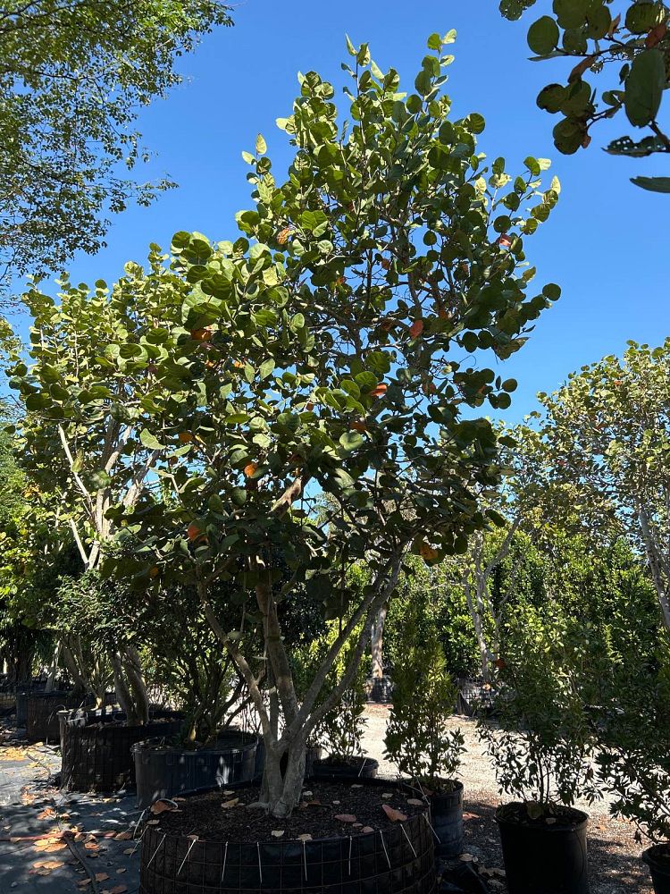 coccoloba-uvifera-sea-grape-seagrape
