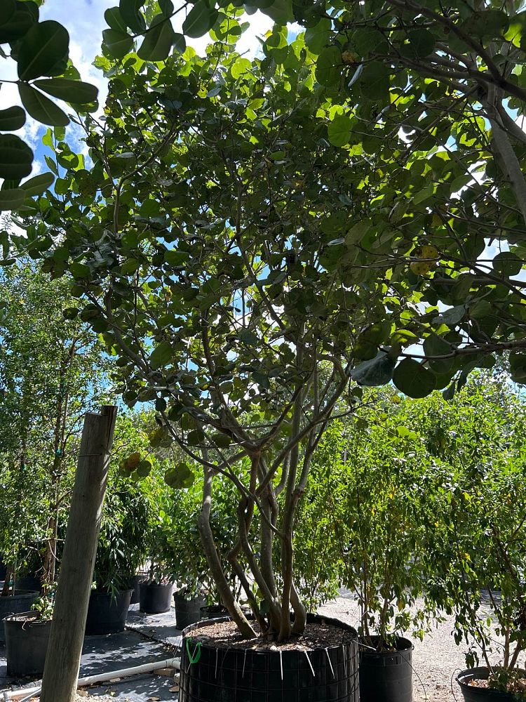 coccoloba-uvifera-sea-grape-seagrape