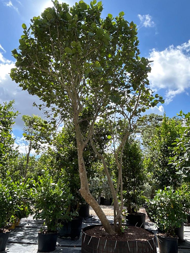 coccoloba-uvifera-sea-grape-seagrape