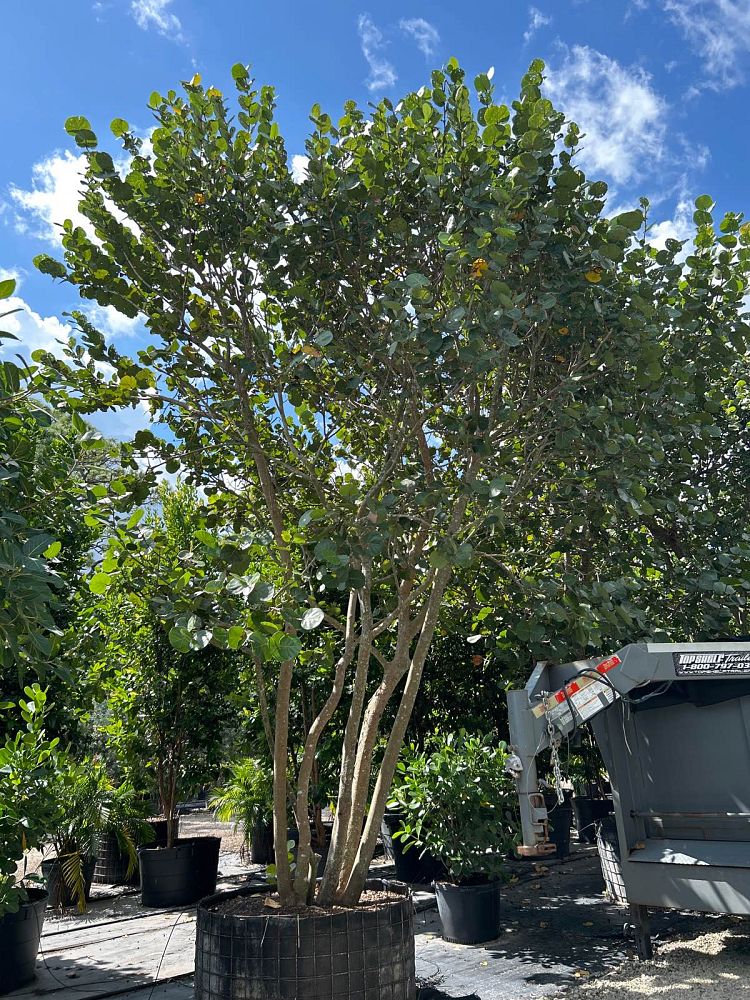 coccoloba-uvifera-sea-grape-seagrape