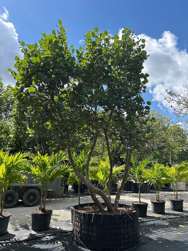 coccoloba-uvifera-sea-grape-seagrape