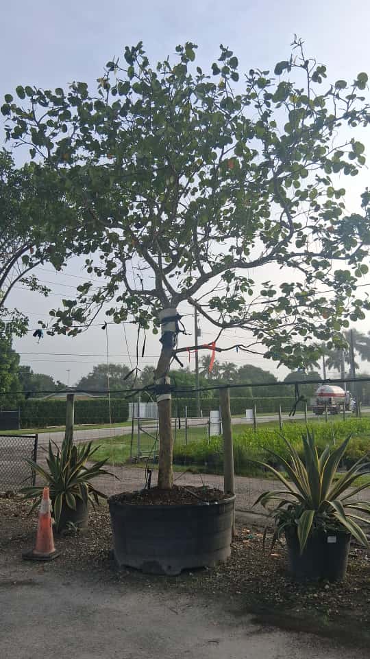 coccoloba-uvifera-sea-grape-seagrape