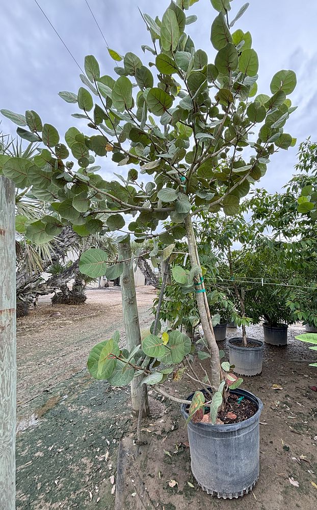 coccoloba-uvifera-sea-grape-seagrape
