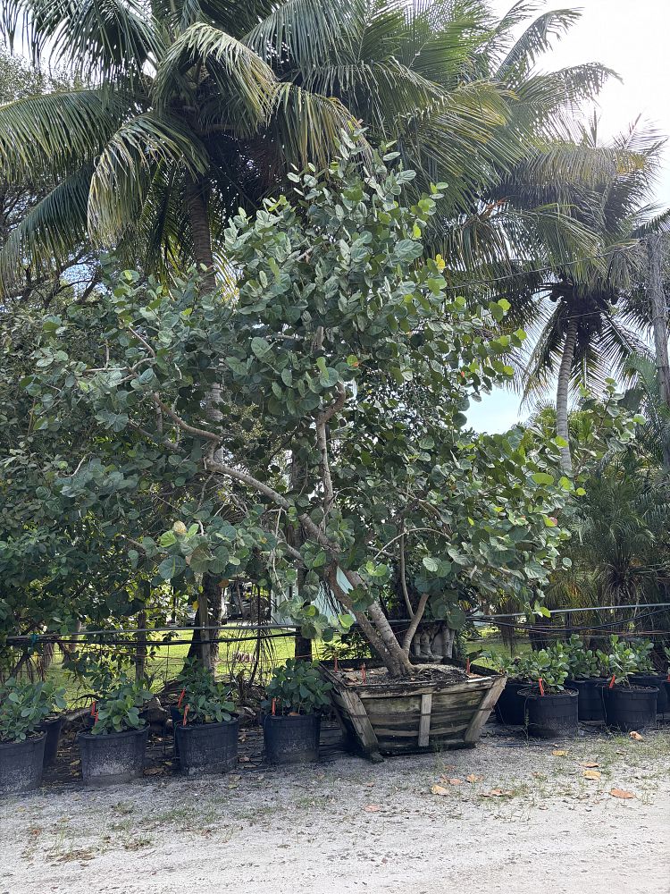 coccoloba-uvifera-sea-grape-seagrape